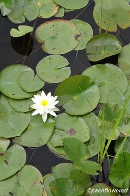 Lily flower and pads